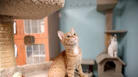 Indoor vaping, cat declawing could be banned under recently passed bills