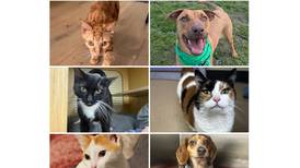 Will County Pets of the Week: May 4, 2026
