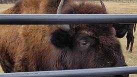 Missing bison resurfaces in Hawthorn Woods: owners warn public not to track, chase