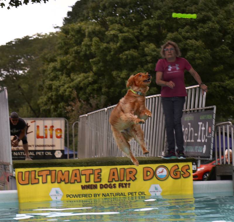 A golden retriever named Shadow participates in the Ultimate Air Dogs Competition at Yorkville's Hometown Days festival at Beecher Community Park at 908 Game Farm Road, Yorkville on Saturday, Aug. 30, 2025.