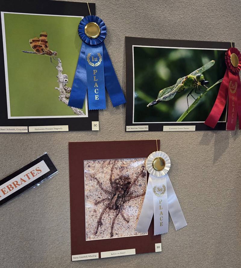 Color Invertebrate

1st      Michael Schmitt of Grayslake for “Halloween Pennant Dragonfly”
2nd     Carl Stineman of Vernon Hills for “Common Green Darner”
3rd      Stacey Greenhill of Wheeling for “Babies on Board”