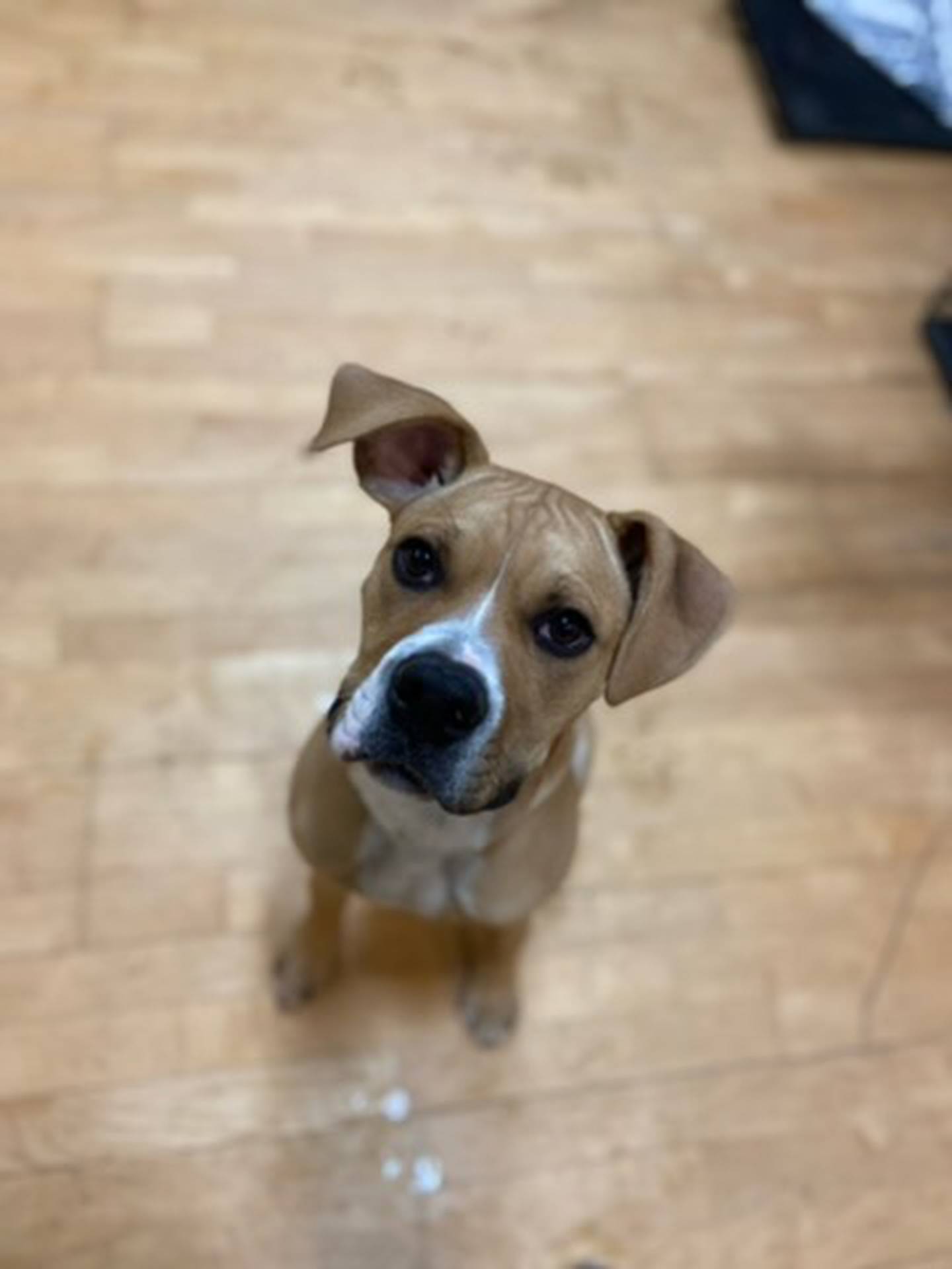 Puma is a 6-month-old boxer mix puppy that is outgoing and loves everyone and everything. He is very smart and should learn his basic commands quickly. He loves to play, but he is also very well-behaved. To meet Puma, email Stacy at stacy@nawsus.org to setup an appointment to meet him.