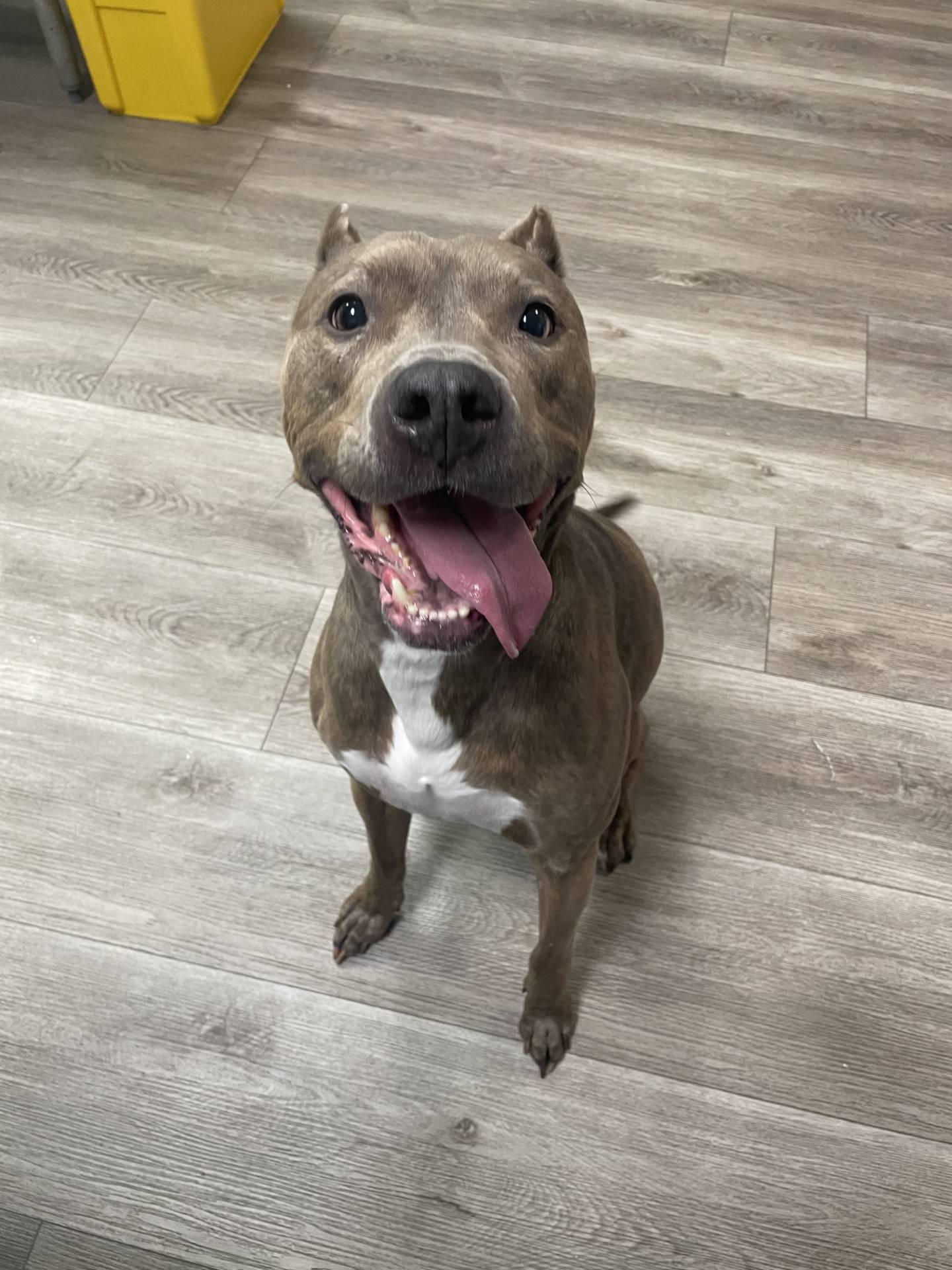 Chance is a sweet 6-year-old brindle pittie mix, who came to NAWS in 2020 from a local animal control and was adopted. Unfortunately, Chance’s owner’s circumstances changed and Chance returned to Naws. Chance is active, outgoing, and he loves people. He has historically been the only pet in his home and thrives best as the only dog. To meet Chance, email Dogadoption@nawsus.org. Visit nawsus.org.