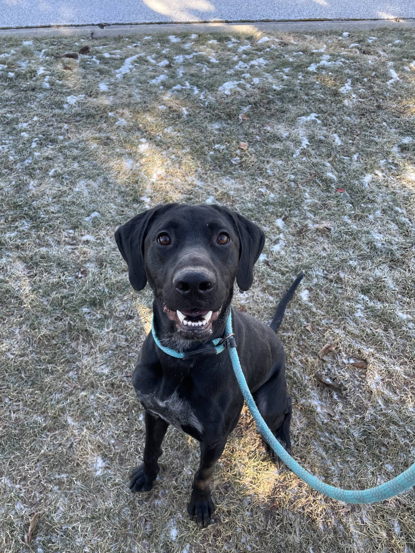 Sarge He is an adorable 2-year-old male Lab mix who recently came to NAWS from animal control partners and loves everyone he meets. He is very energetic and needs an active family and a yard for running and playing. Sarge does well with other dogs. To meet Sarge, email Dogadoption@nawsus.org. Visit nawsus.org.