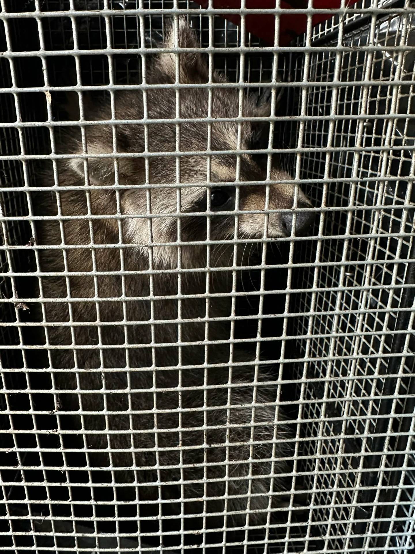 D&K Pest Control and Wildlife Removal in Naperville performed humane wildlife removal at Carleen Cook's Joliet home free of charge as part of the company's decision to occasionally help people unable to pay. D&K Pest Control and Wildlife Removal also patched several points of entry to prevent more wildlife from entering Cook's home. The company came out to Cook's home seven times between Feb. 27 to March 15, 2026.