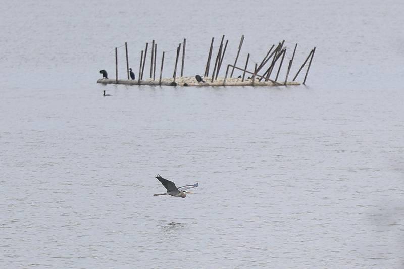 A heron flies over the water at the Lake Renwick Heron Rookery Nature Preserve in Plainfield on Thursday, March 26, 2026.