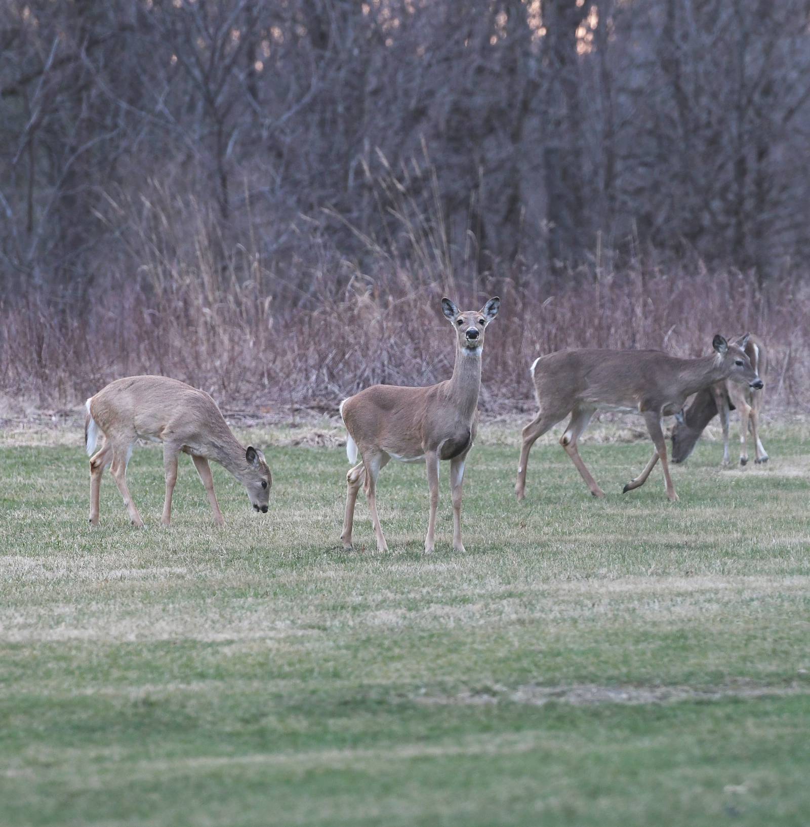 Illinois Deer Permits Application 22