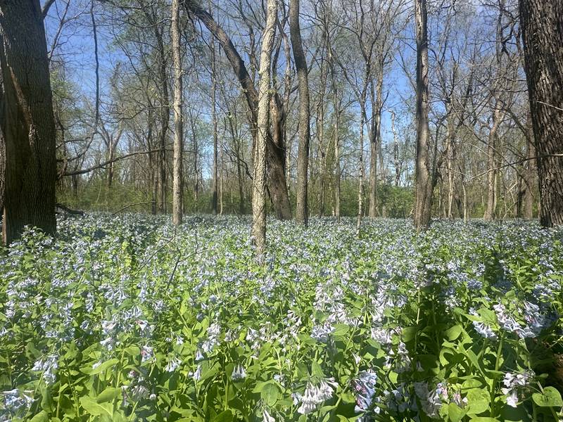 Virginia bluebells bloom on the trailhead to Illinois Canyon on Friday, April 19, 2024 at Starved Rock State Park.