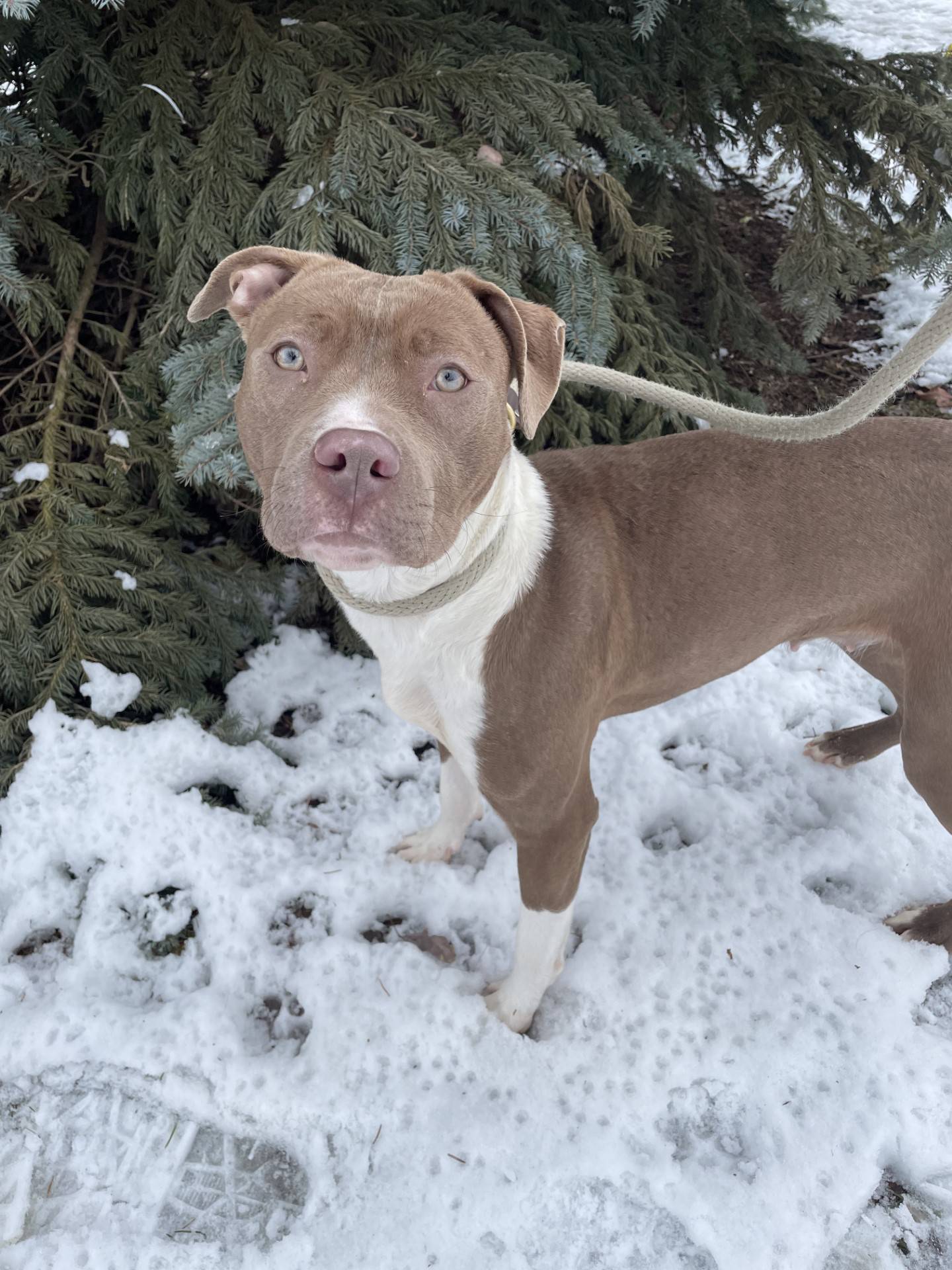 Rayna is a sweet, timid 2-year-old terrier that was rescued from a local animal control after being found as a stray. She is coming out of her shell now that she’s learning humans can be trusted. Rayna does well with other dogs if given a slow introduction. Since Rayna is a bit nervous, she needs a home without young children. To meet Rayna, email Dogadoption@nawsus.org. Visit nawsus.org.