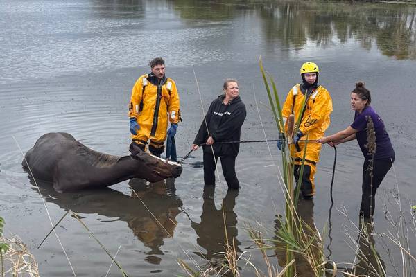 Horse stuck in muddy waters is rescued at McHenry barn