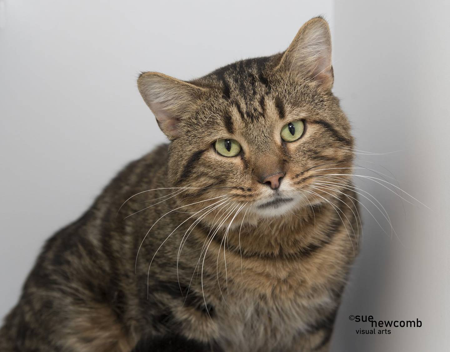 Spyro is a domestic shorthair who came to the shelter as a stray. He is affectionate but not too fond of over-handling. Contact the Will County Humane Society at willcountyhumane.com and follow the instructions for the adoption process.