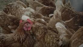Tips and resources for navigating bird flu