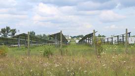 Solar farm in Harvard doubles as a pollinator-friendly habitat