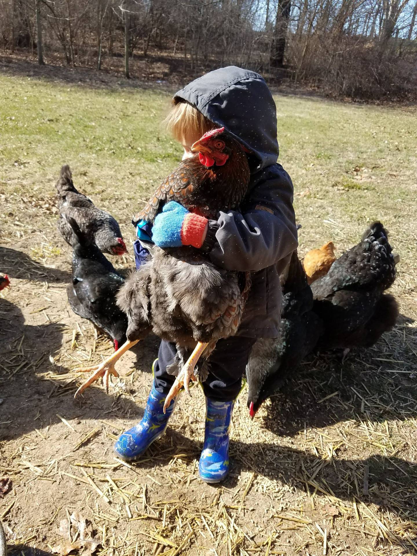 Chickens may go outside when they are fully featured, at approximately 9 weeks of age. Nola Mata of Braidwood and formerly of Wilmington, raised chickens in her backyard from 2014 to 2021. She felt the eggs looked and tasted fresher than store-bought eggs and her young sons (Julian is pictured) loved the experience.