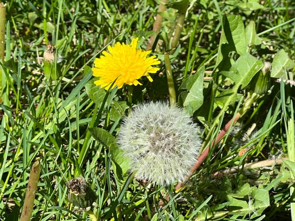 Down the Garden Path: Guest columnist series--Dandelions: Friend or Foe