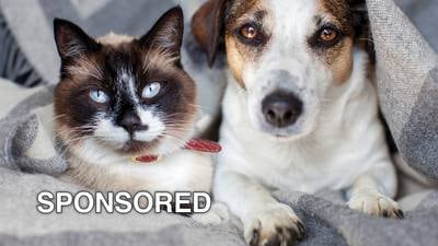 Tips For Addressing the Special Care of Senior Pets