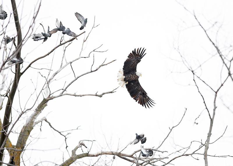A bald eagle flies from its perch above the south bank of the Kishwaukee River near the Irene Rd. bridge Dec. 10 in Kirkland. The eagle and its mate have a visible nest about 500 feet downstream in a grove of trees on the south bank of the Kiswaukee River. The bald eagle, formally Haliaeetus leucocephalus, has a body that measures 34 to 43 inches, but its wingspan measures anywhere from 6 to 8 feet, according to National Geographic.
