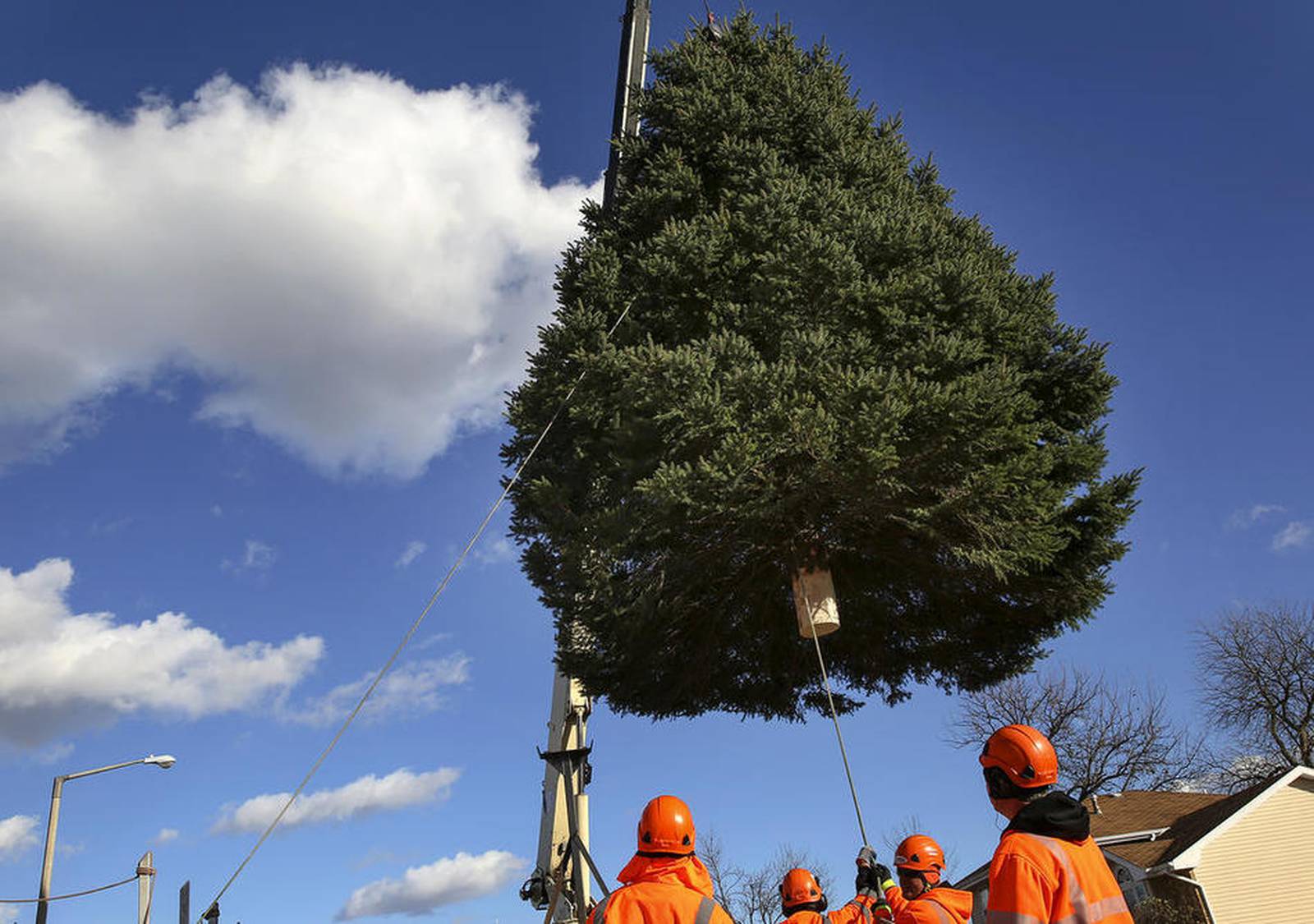 Joliet gets 'perfect tree' for Christmas Shaw Local