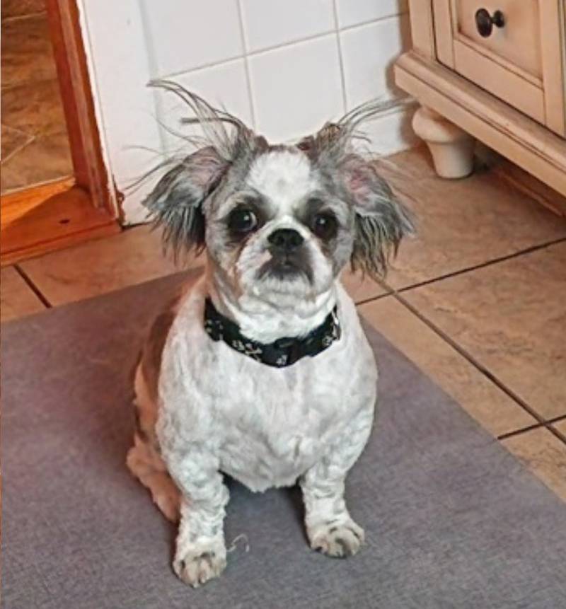 Bandit is the Pet of the Week.