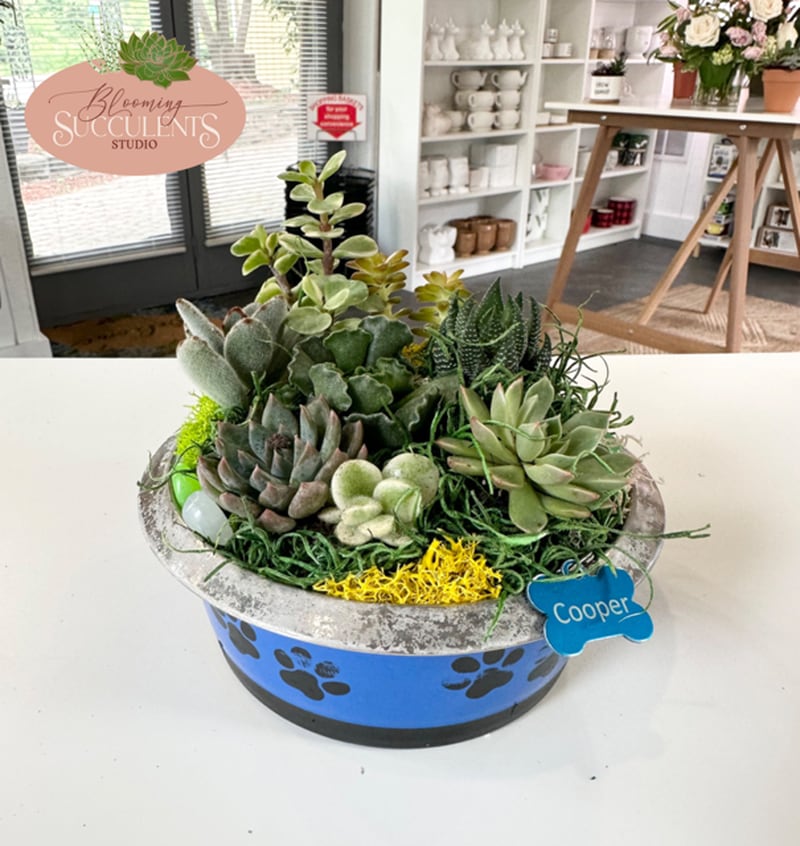 Blooming Succulents Studio is located at
52 N. Adams St., Oswego.