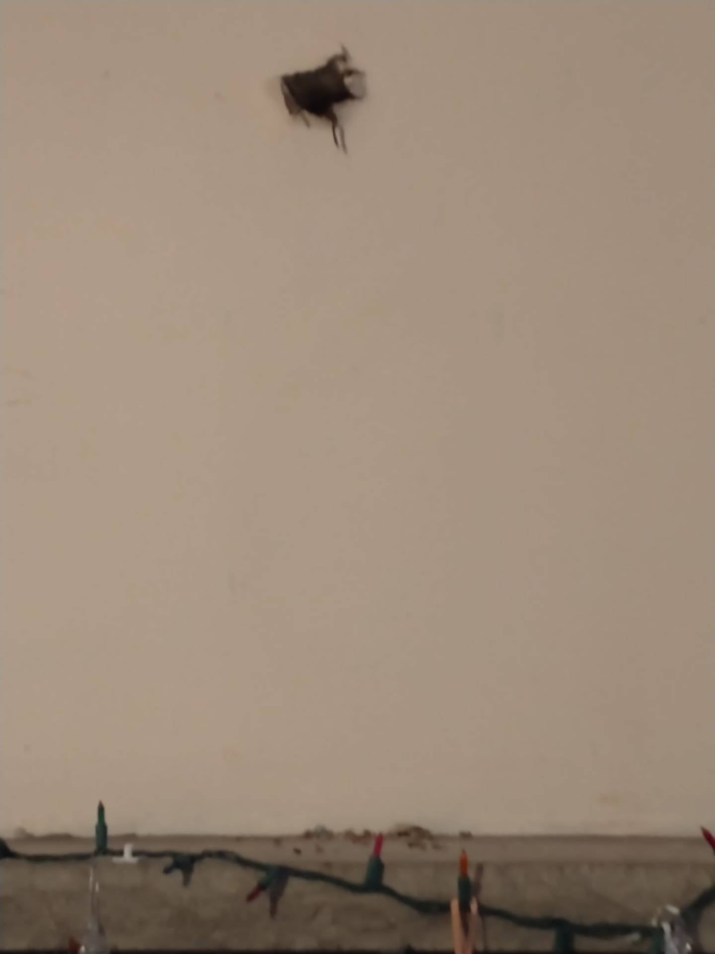 D&K Pest Control and Wildlife Removal in Naperville performed humane wildlife removal at Carleen Cook's Joliet home free of charge as part of the company's decision to occasionally help people unable to pay. D&K Pest Control and Wildlife Removal also patched several points of entry to prevent more wildlife from entering Cook's home. The company came out to Cook's home seven times between Feb. 27 to March 15, 2026.