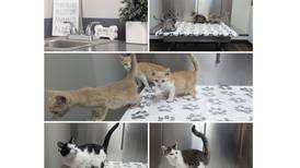 Baran-Unland: 33 kittens at Joliet vet’s office need good homes