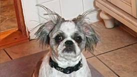 Pet of the Week: April 9, 2025