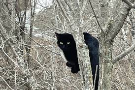 Illinois Valley companies rescue a cat stuck in a tree on Ben Samek Road in Peru