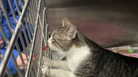 Will County program gives unadoptable cats a new life
