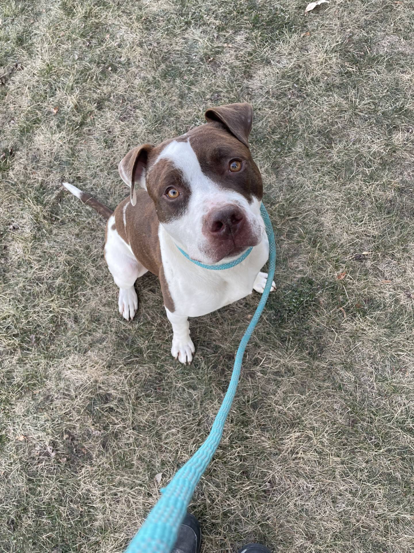 One-year-old Cashew was found living outside and brought to NAWS. He is a very sweet, friendly and lovable. He seems to like everyone he meets. Cashew needs a loving forever home. To meet Cashew, email Dogadoption@nawsus.org. Visit nawsus.org.