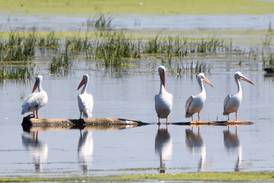 See pelicans up close while enjoying games, food trucks and more at Four Rivers in Channahon 