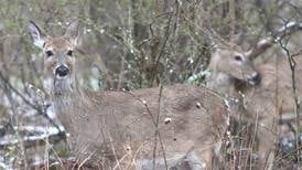 First weekend firearm deer hunting totals down in McHenry County