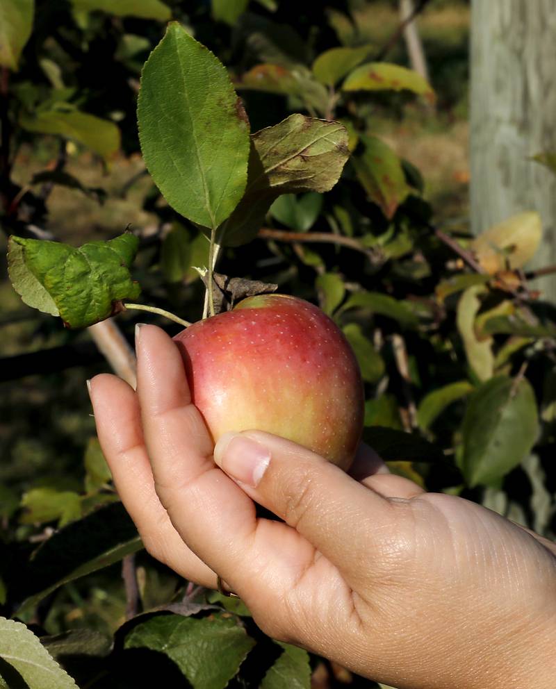Alex Biswas, of Chicago, picks a Snow Sweet apple on Thursday, Oct. 10, 2024, at the Royal Oak Farm Apple Orchard in Harvard.