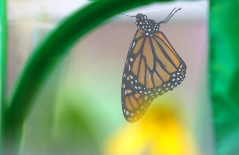 A monarch spreads its wings during Monarchs and Music at Crystal Lake Main Beach Sunday.