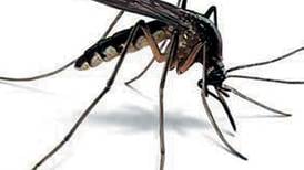 Mosquitoes test positive for West Nile virus in Huntley, 1st in McHenry County this year