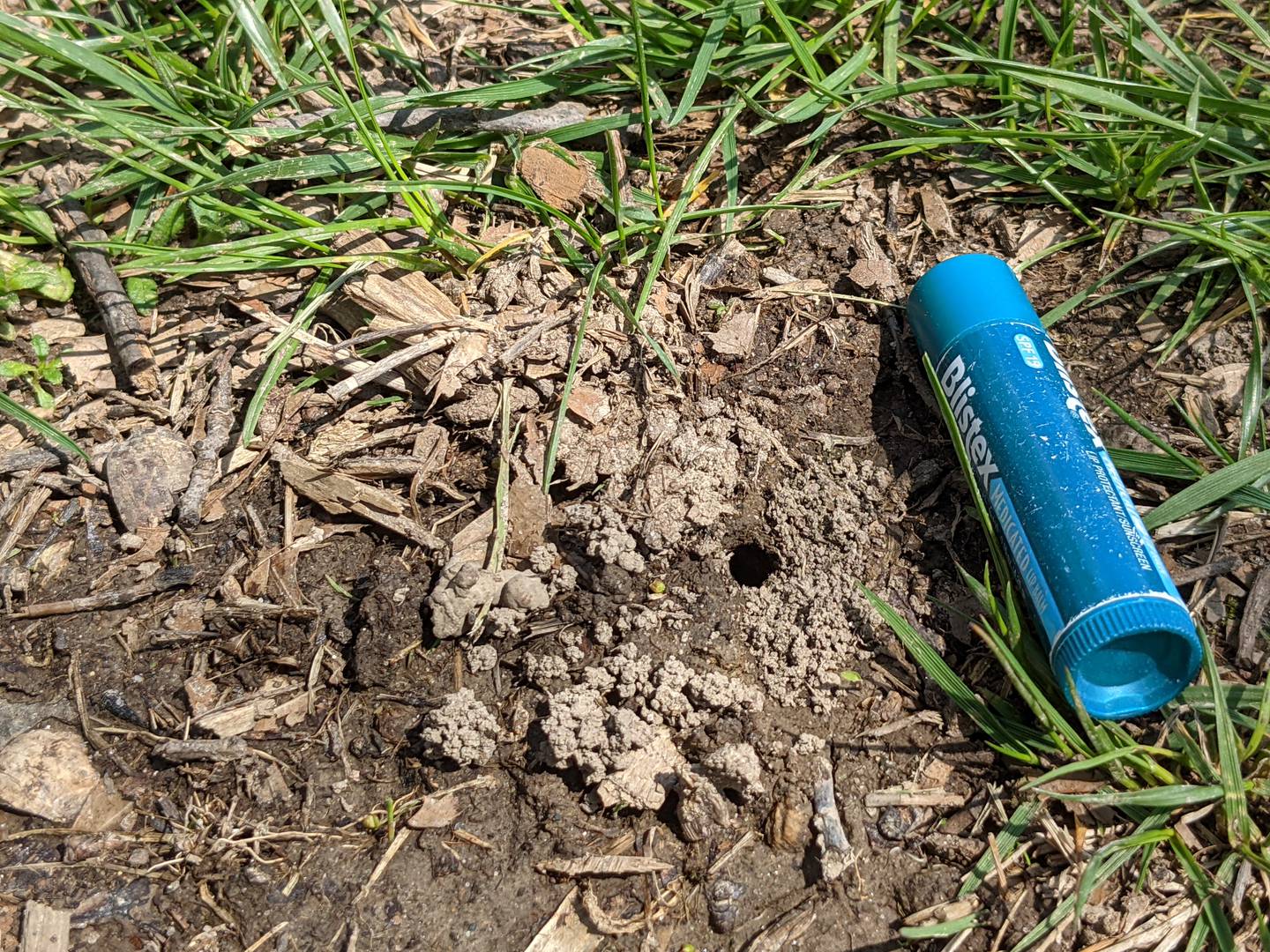 Cellophane bee tunnels resemble ant hills, but the hole is larger, about the diameter of a pencil. [[Here a bee is seen exiting her excavation; a 2 5/8th in. lip balm was used for scale.]]