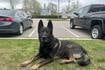 Crystal Lake Police Department mourns K-9 Zeus 