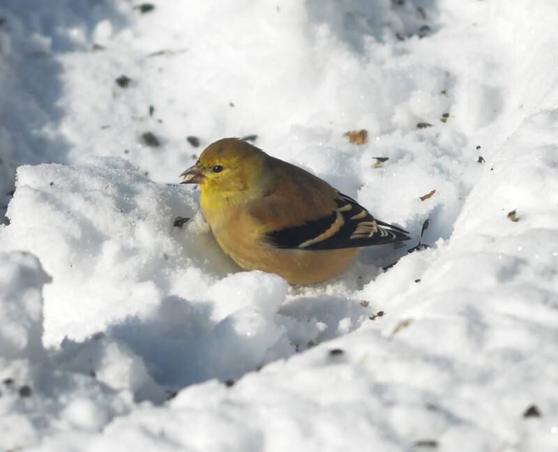A goldfinch eats a sunflower seed on Sunday, Jan. 14, 2024 as temperatures plunged to -13 Saturday night and remained through the day. The frigid weather followed a winter storm on Friday that deposited 10-13 inches across the region.
