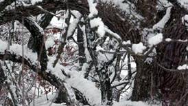 Down the Garden Path: ‘Exploding’ trees are a rare thing