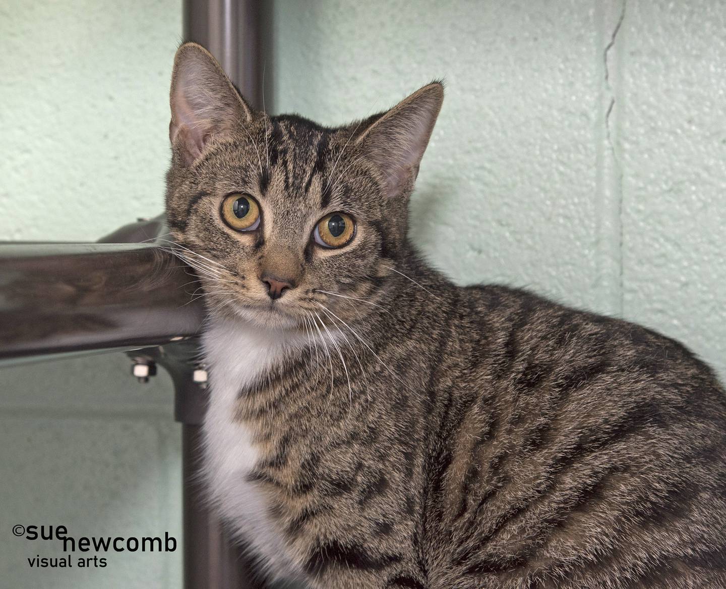 Sienna is a 1-year-old domestic shorthair who was left at the shelter. She needs a forever family to give her plenty of love. Contact the Will County Humane Society at willcountyhumane.com and follow the instructions for the adoption process.