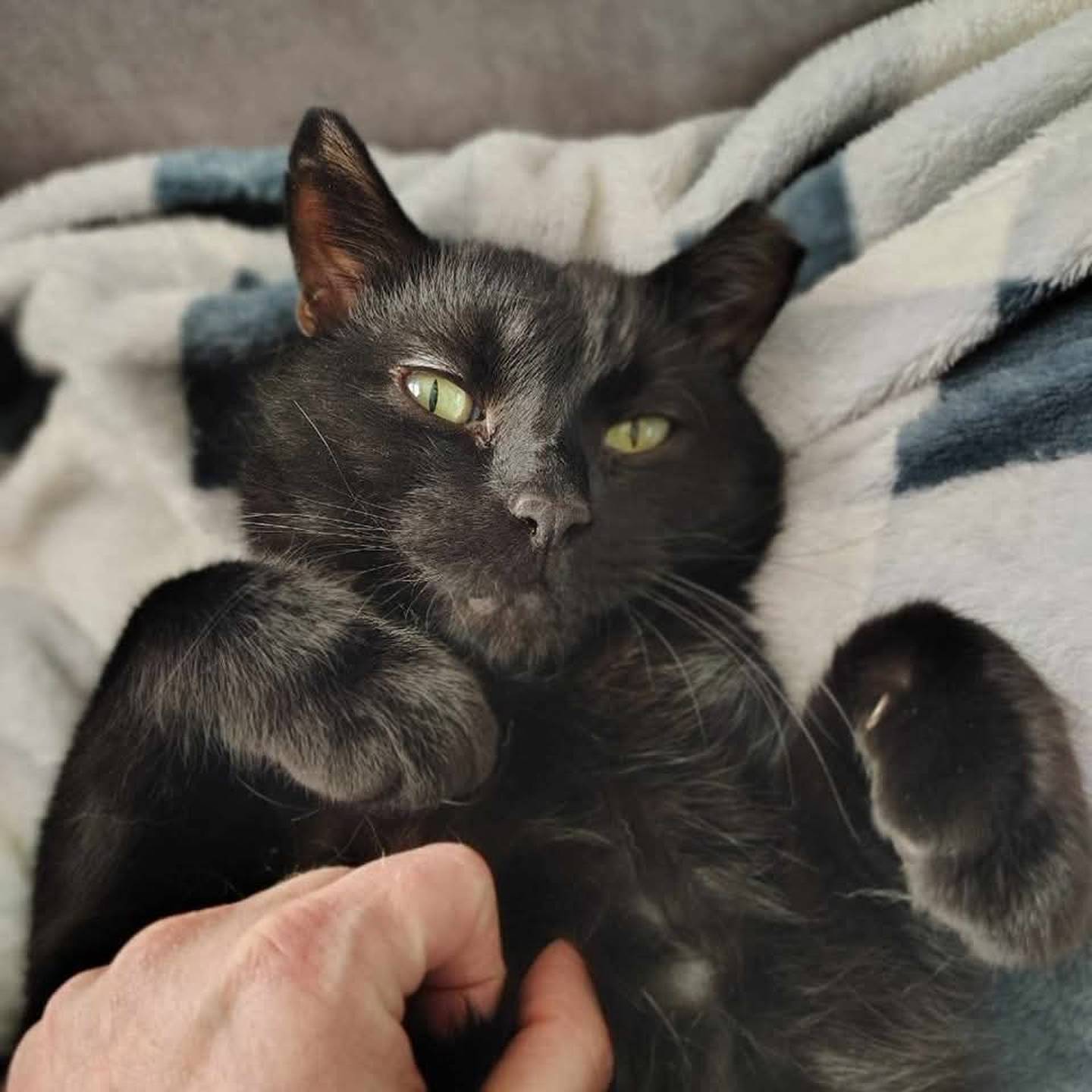 Spooky is friendly and loves following his humans, playing with toy mice, and seeking out catnip treats. Spooky does well with kids and other cats and he loves lounging in laps, making him the perfect cuddle buddy. To meet Spooky, visit forgetmenotrescue.com/adoptables.