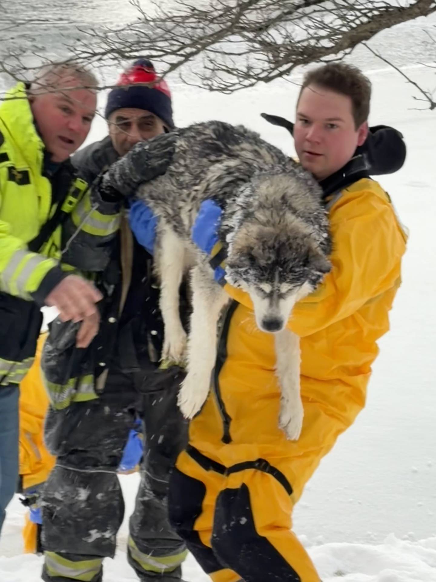 Fox River and Countryside Fire/Rescue saved a 100-pound husky that fell through the ice into a pond in the 36W400 block of Hunters Gate Road in St. Charles Township. Deputy Chief James Niesel, (left) firefighter John Wilson and Nick Cavaligos carrying the husky rescued from the iced. Not pictured are firefighter Michael Amacher, Battalion Chief Scott Sutherland and firefighter Art Lloyd, who also participated in the rescue.