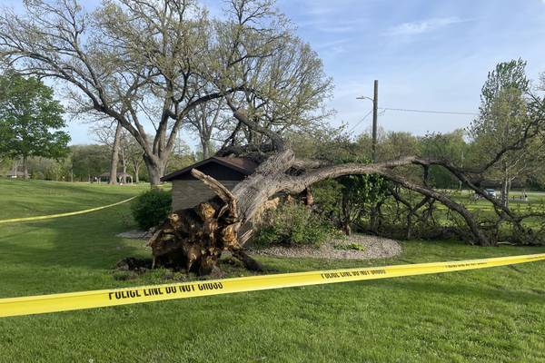 Peru to analyze other at-risk trees at Centennial Park