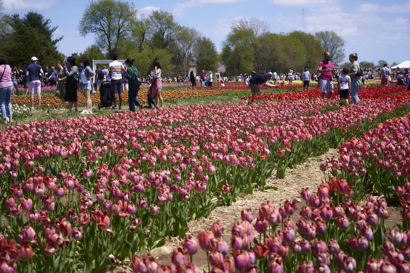 After cold weather delayed the tulips’ bloom for a number of weeks, The Tulip Fest at Richardson Farm — originally expected to open April 23 — is slated to open on Mother’s Day, May 8.