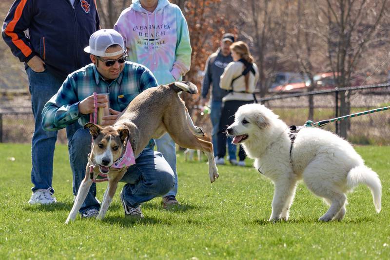 Take your dog to a local park where they can socialize with other pooches.
