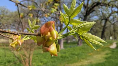 Good Natured in St. Charles: Hickory leaf buds wow like exotic blooms