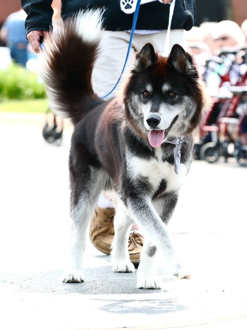Greenfield Retirement Home in Princeton hosted a Paws on Park Avenue to entertain its residents on Saturday, May 31.