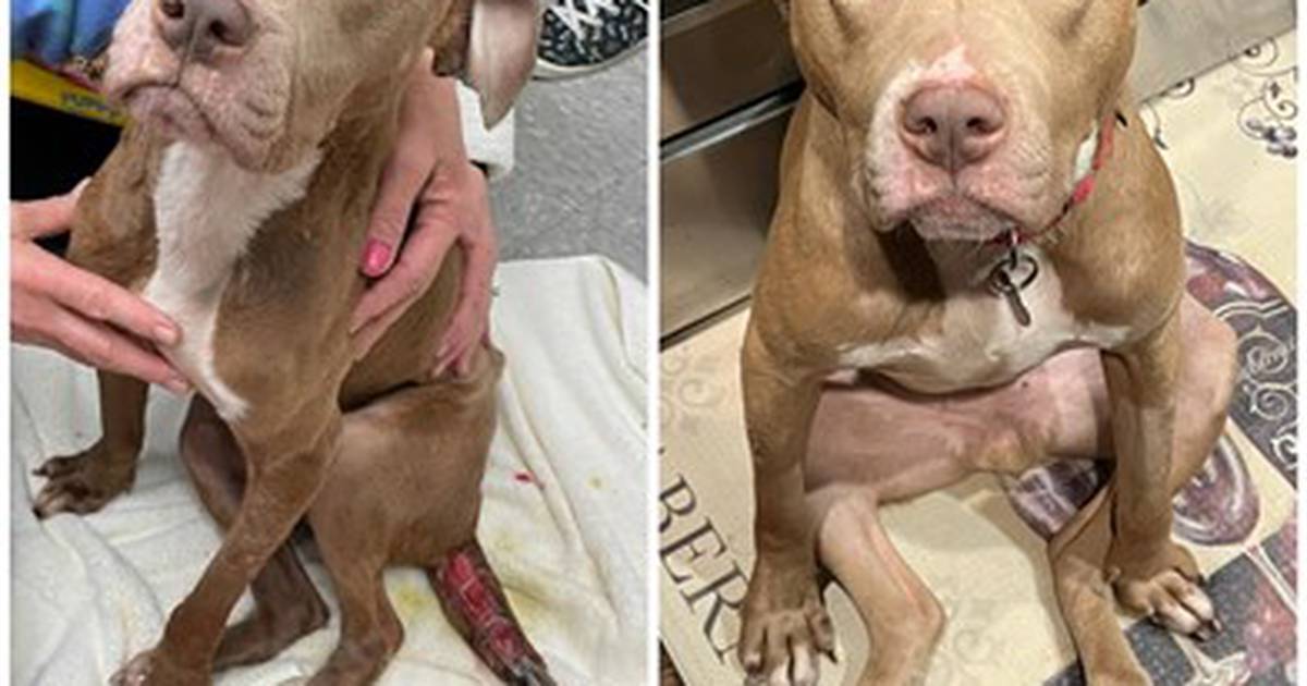 Stray Mundelein dog found emaciated with mangled tail finds new home – Shaw  Local
