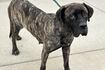 Dog in Will County shot multiple times with paintball gun 