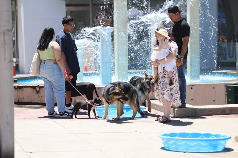 The Perez-Carmona family and their four dogs enjoy a drink from kiddie pool sized-watering bowls provided during the Paws on 66 Pet Rescue Day on Saturday in downtown Joliet.